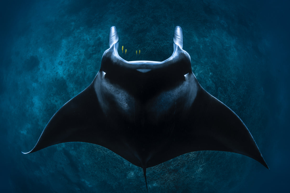 Mobula alfredi Poster och Canvastavla