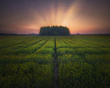Sunset on barley farmland Poster och Canvastavla