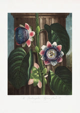The Quadrangular Passion Flower from The Temple of Flora (1807) Poster och Canvastavla