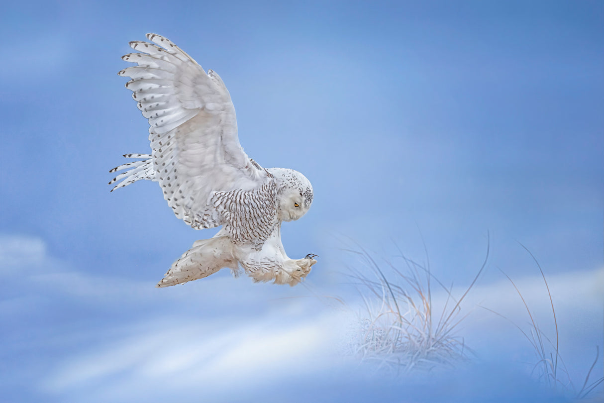 Snow Owl Poster och Canvastavla
