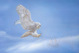 Snow Owl Poster och Canvastavla