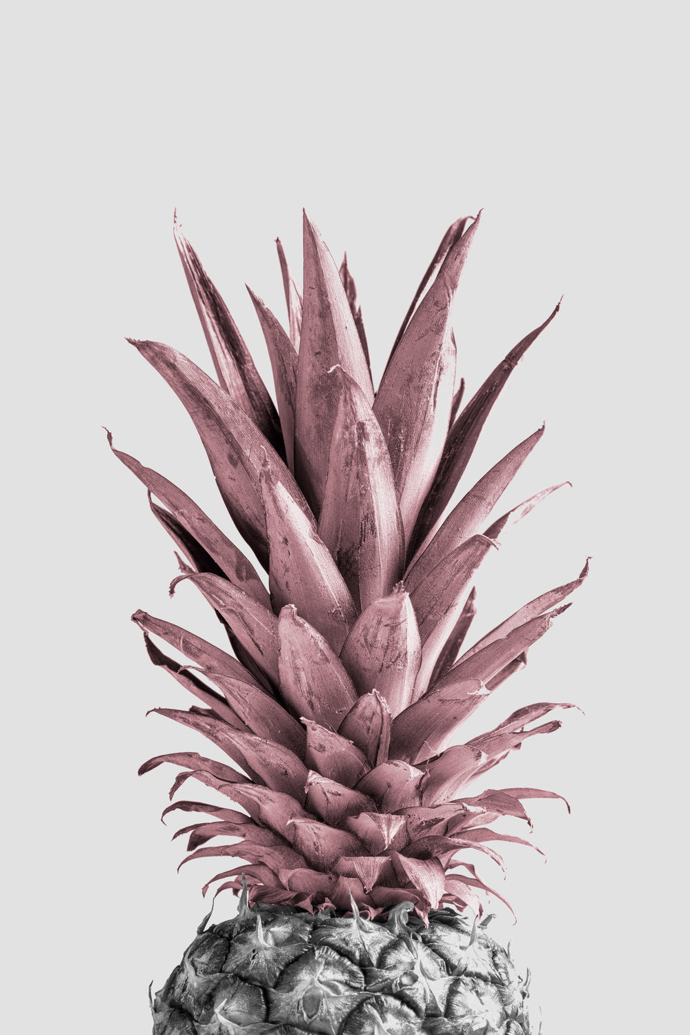 Pineapple Pink 04 Poster och Canvastavla