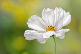 Cosmos Poster och Canvastavla