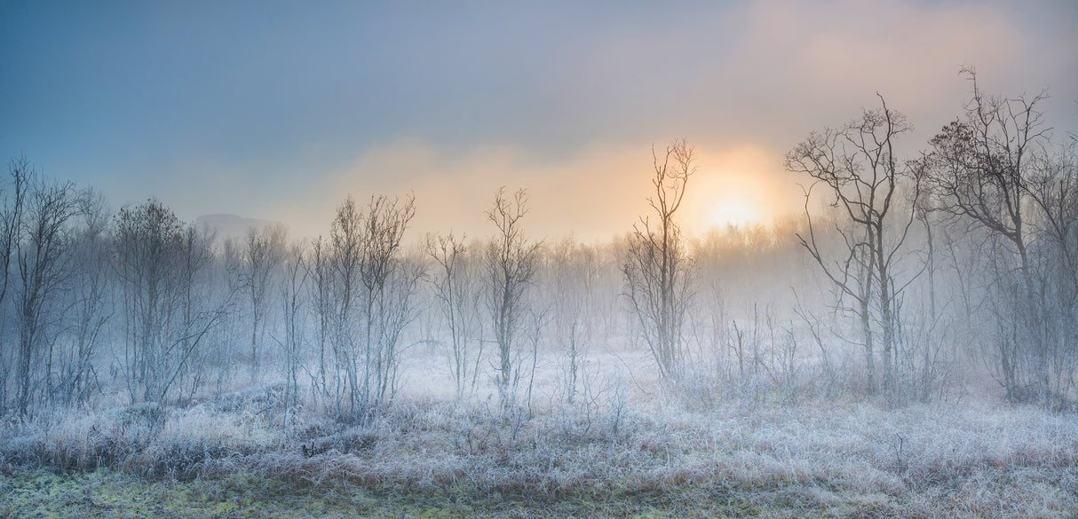 a touch of winter Poster och Canvastavla