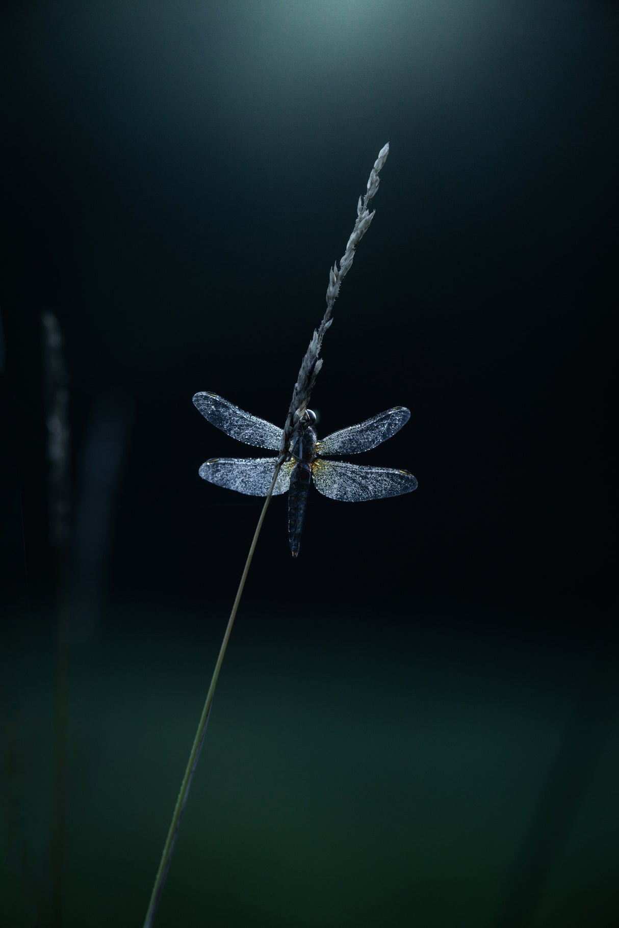 Morning dewⅢ Poster och Canvastavla