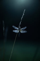 Morning dewⅢ Poster och Canvastavla