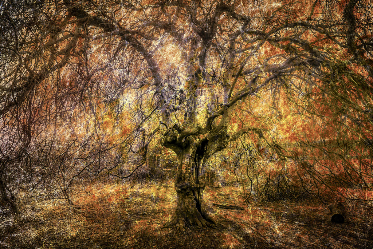 Abstraction Weeping Beech Poster och Canvastavla