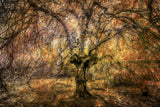 Abstraction Weeping Beech Poster och Canvastavla