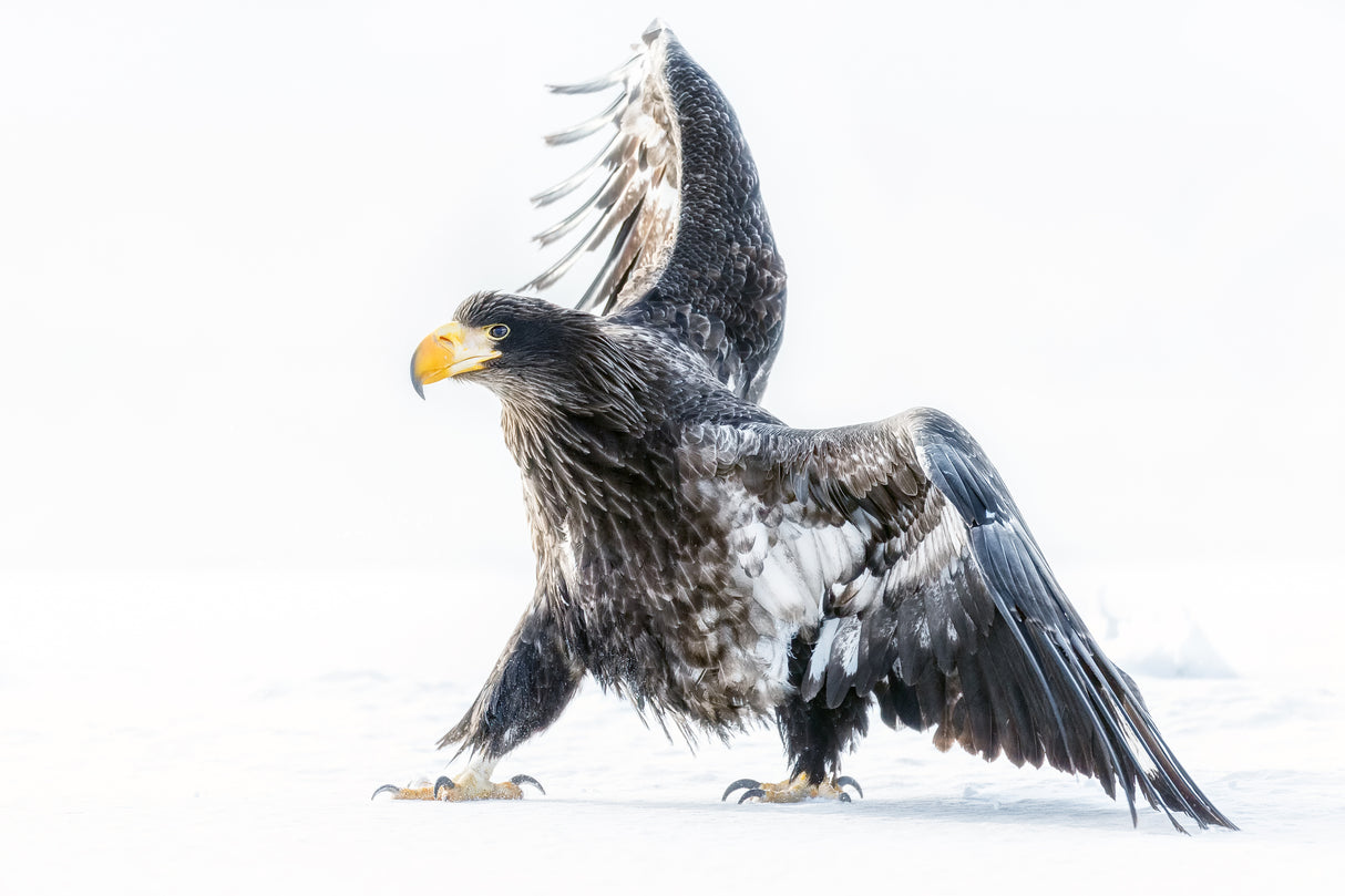 Young eagle Poster och Canvastavla
