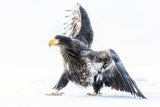 Young eagle Poster och Canvastavla
