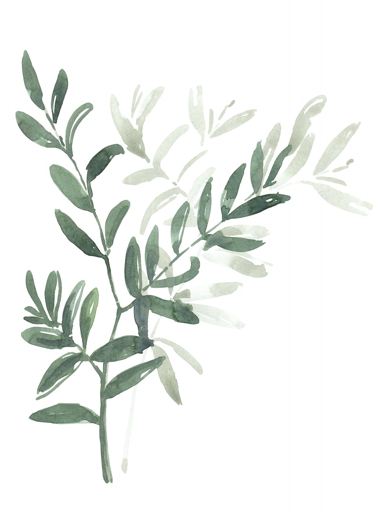 Watercolor laurel branch Poster och Canvastavla