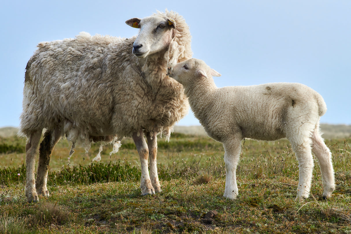 Hello Mum - Lamb with Ewe Poster och Canvastavla