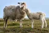Hello Mum - Lamb with Ewe Poster och Canvastavla