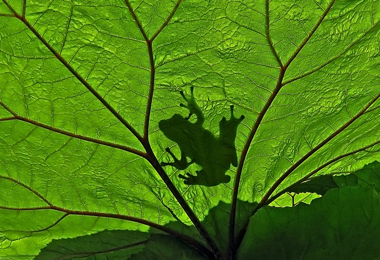 A Silhouette Poster och Canvastavla