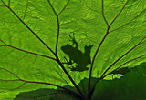 A Silhouette Poster och Canvastavla