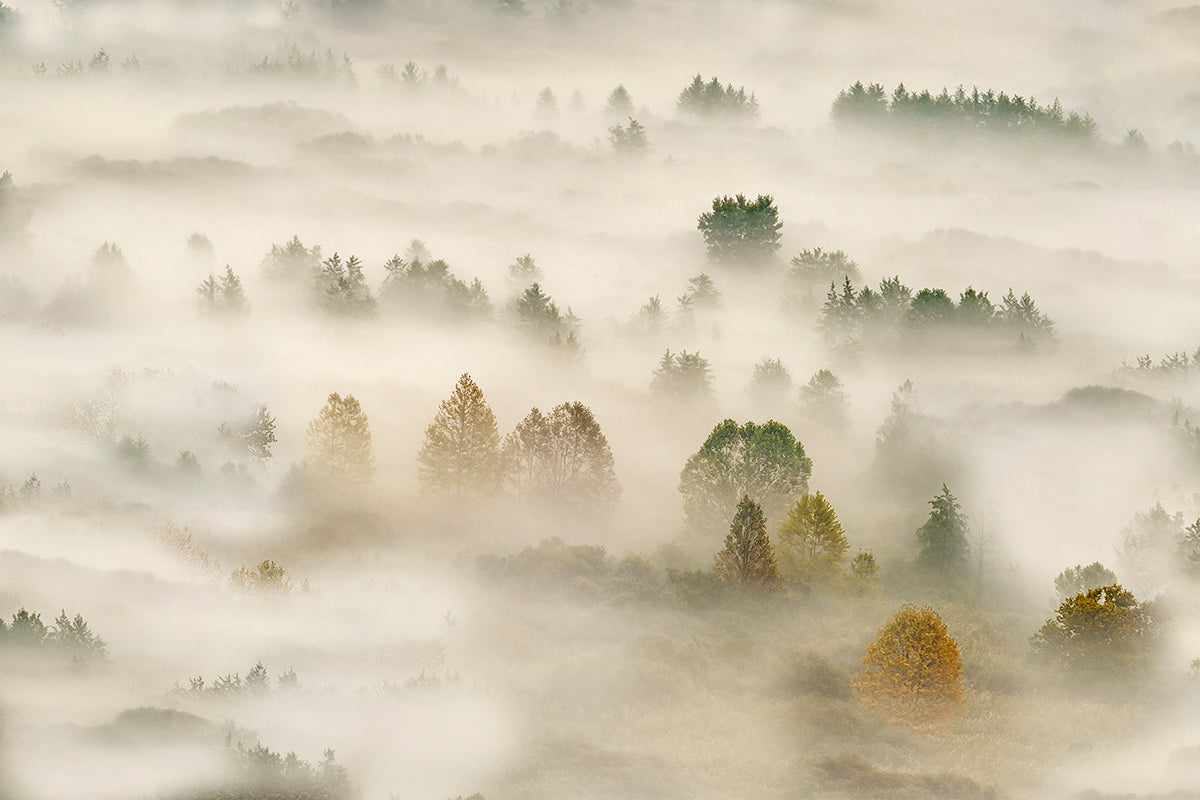 autumn dream #3 Poster och Canvastavla