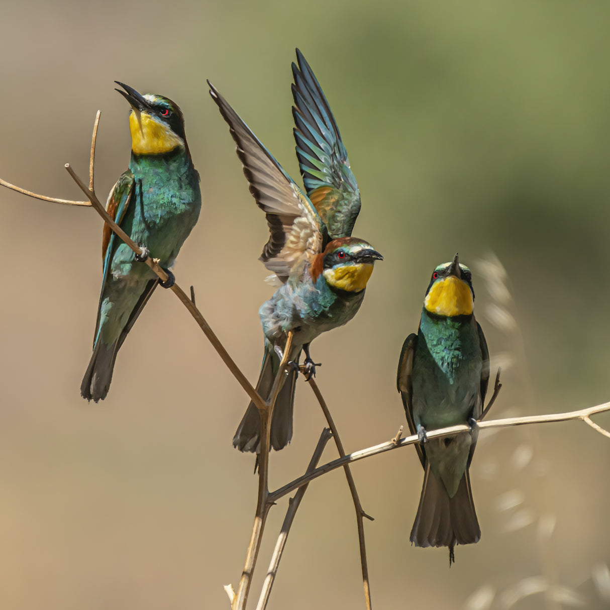 Bee-eaters Poster och Canvastavla