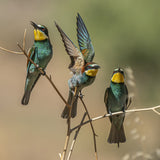 Bee-eaters Poster och Canvastavla