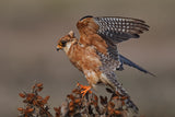 Red Foot Kestrel - Female Poster och Canvastavla