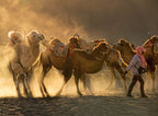 Camel station Poster och Canvastavla