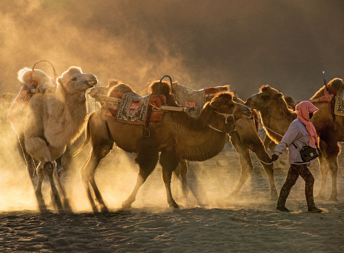 Camel station Poster och Canvastavla