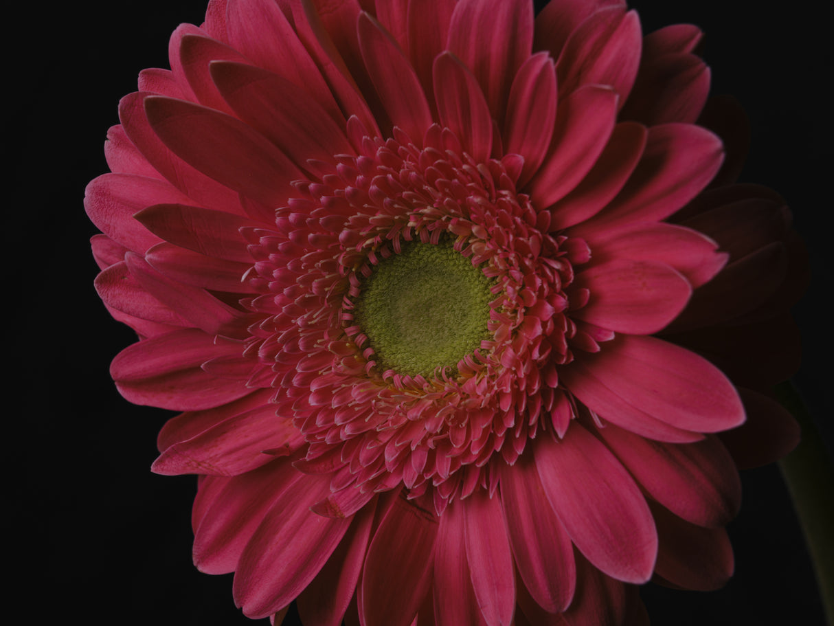 beautiful flower Poster och Canvastavla
