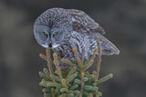 Great Gray Owl Poster och Canvastavla