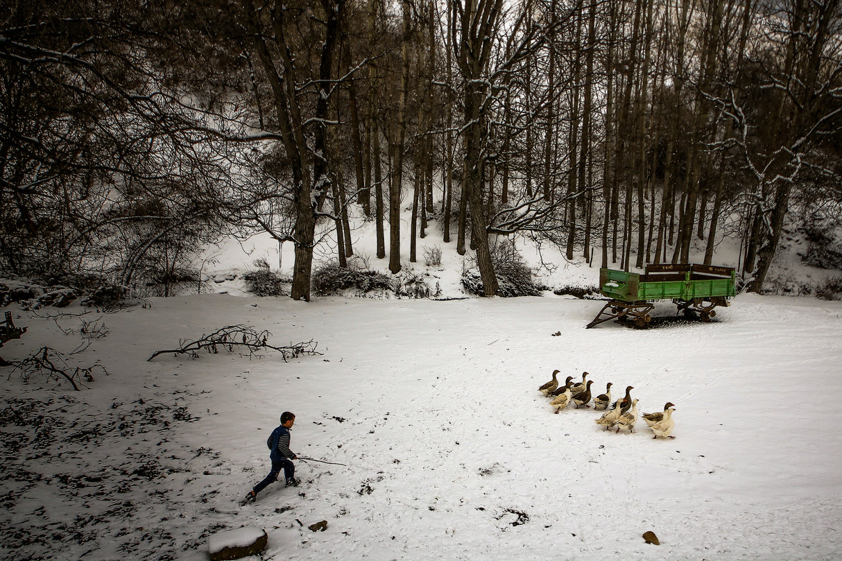 goose-shepherd Poster och Canvastavla