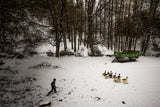 goose-shepherd Poster och Canvastavla