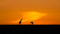 Giraffes Poster och Canvastavla