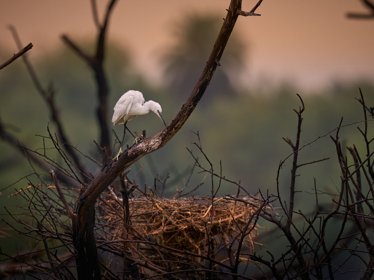 Abandoned Nest Poster och Canvastavla
