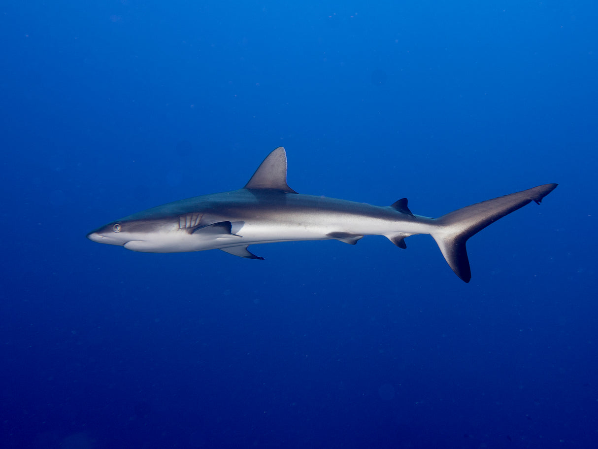 Juvenile  Grey Reef Shark (Carcharhinus amblyrhynchos) Poster och Canvastavla