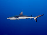 Juvenile  Grey Reef Shark (Carcharhinus amblyrhynchos) Poster och Canvastavla