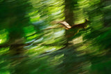 squirrel Poster och Canvastavla