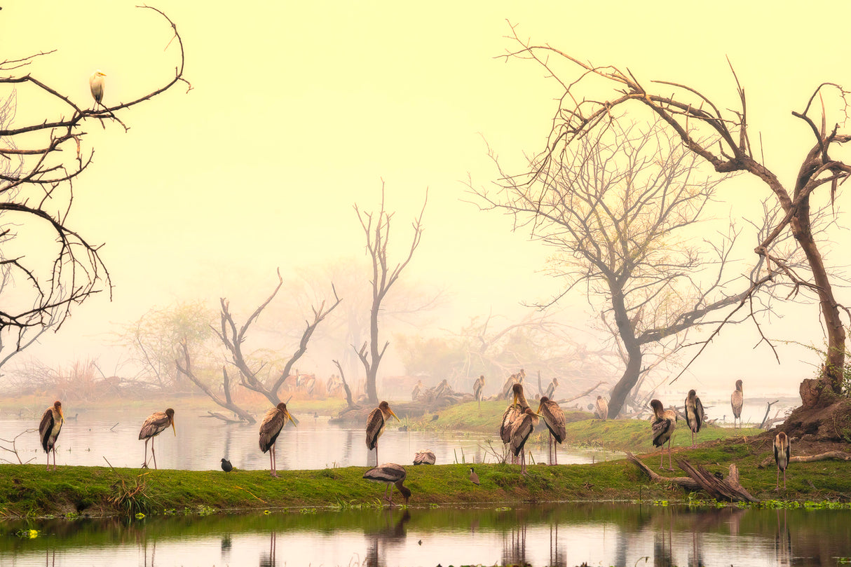 Painted storks at rest Poster och Canvastavla