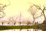 Painted storks at rest Poster och Canvastavla