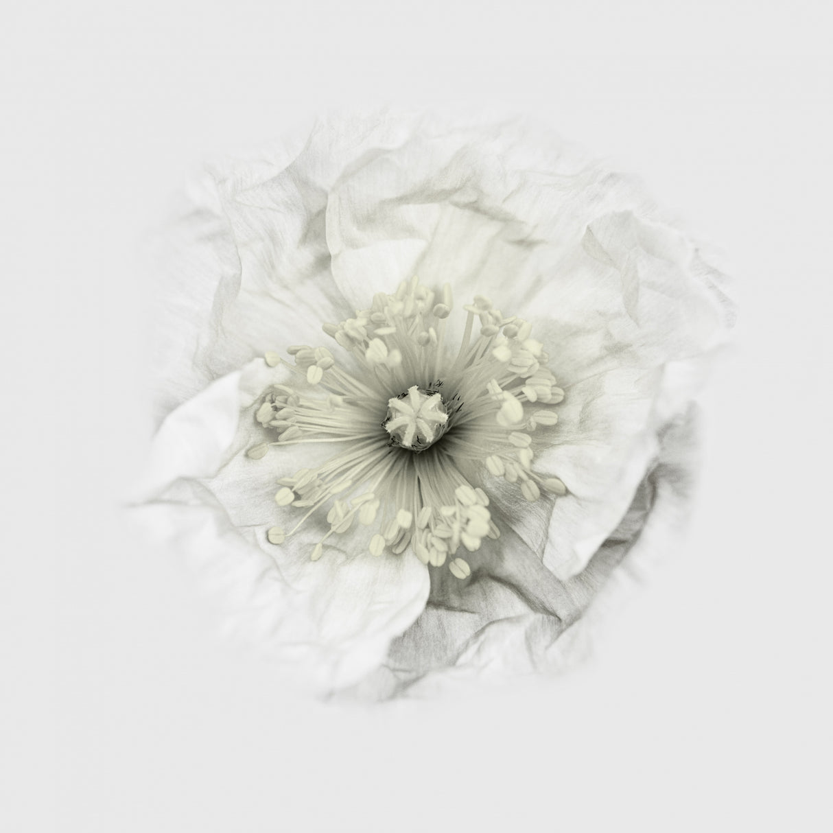 Yet another poppy Poster och Canvastavla