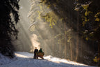 Into the forest Poster och Canvastavla
