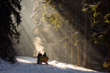 Into the forest Poster och Canvastavla