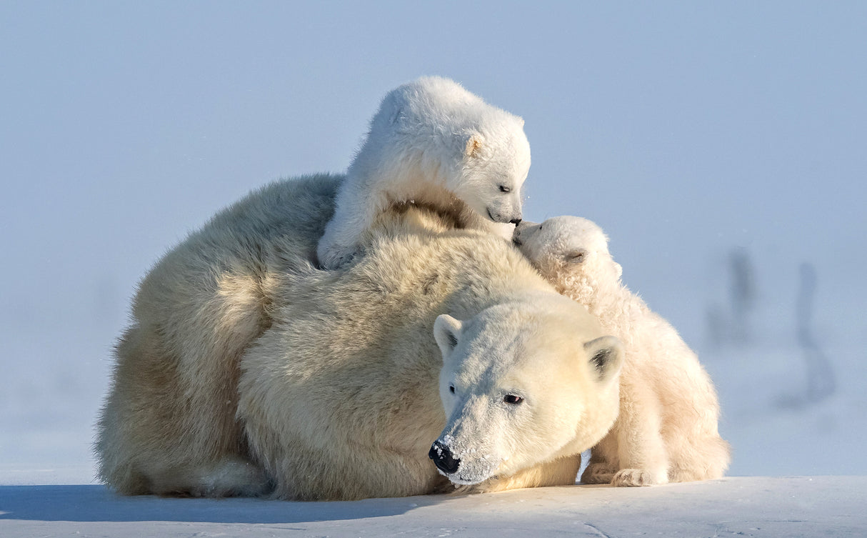Two cute cubs Poster och Canvastavla