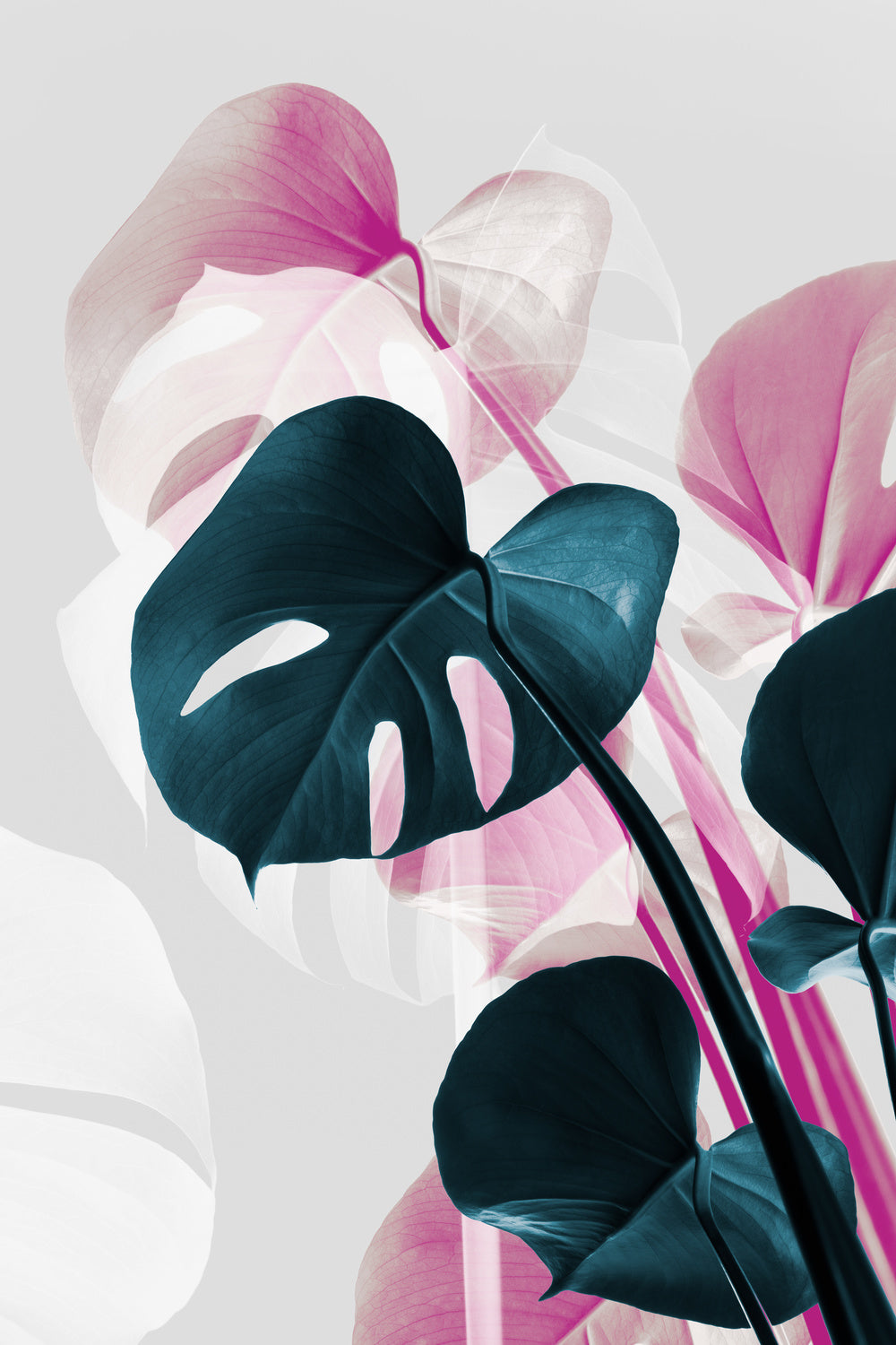 Monstera Creative 12 Poster och Canvastavla