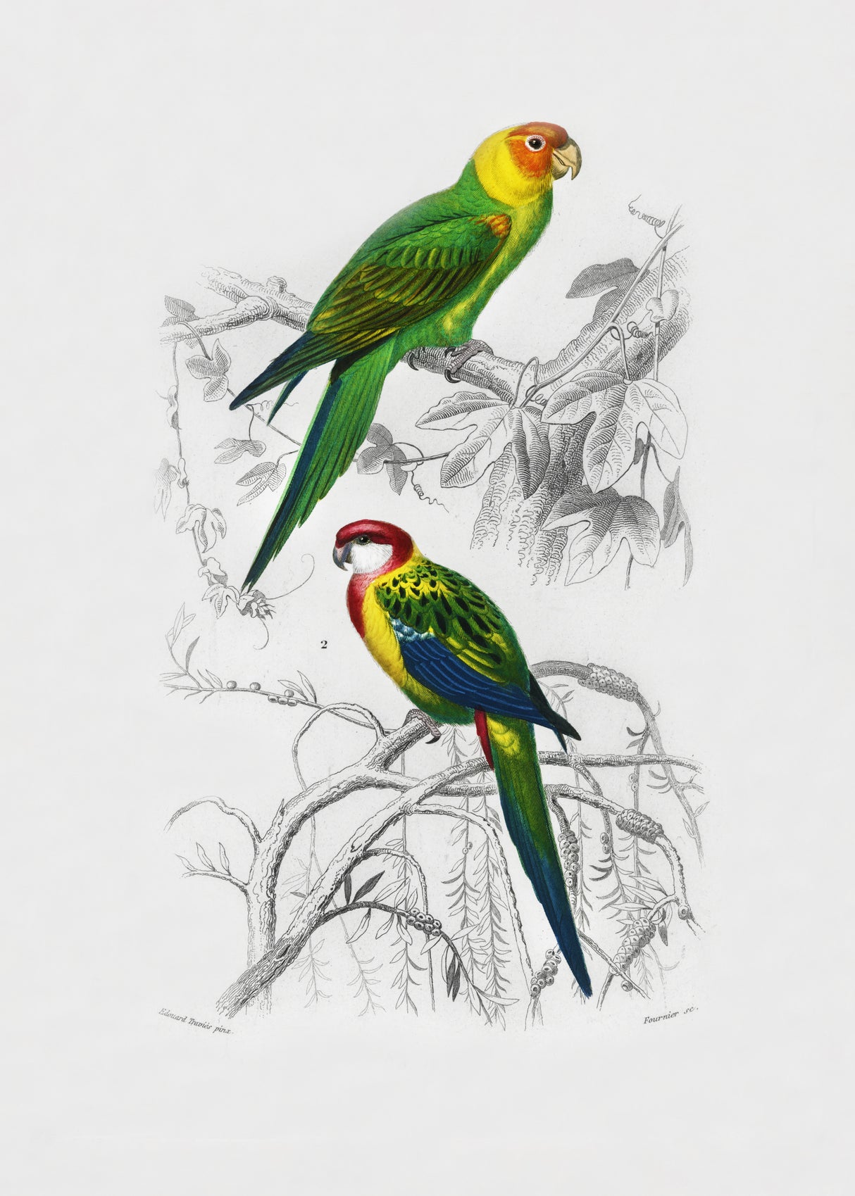 Birds Poster och Canvastavla