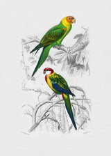 Birds Poster och Canvastavla