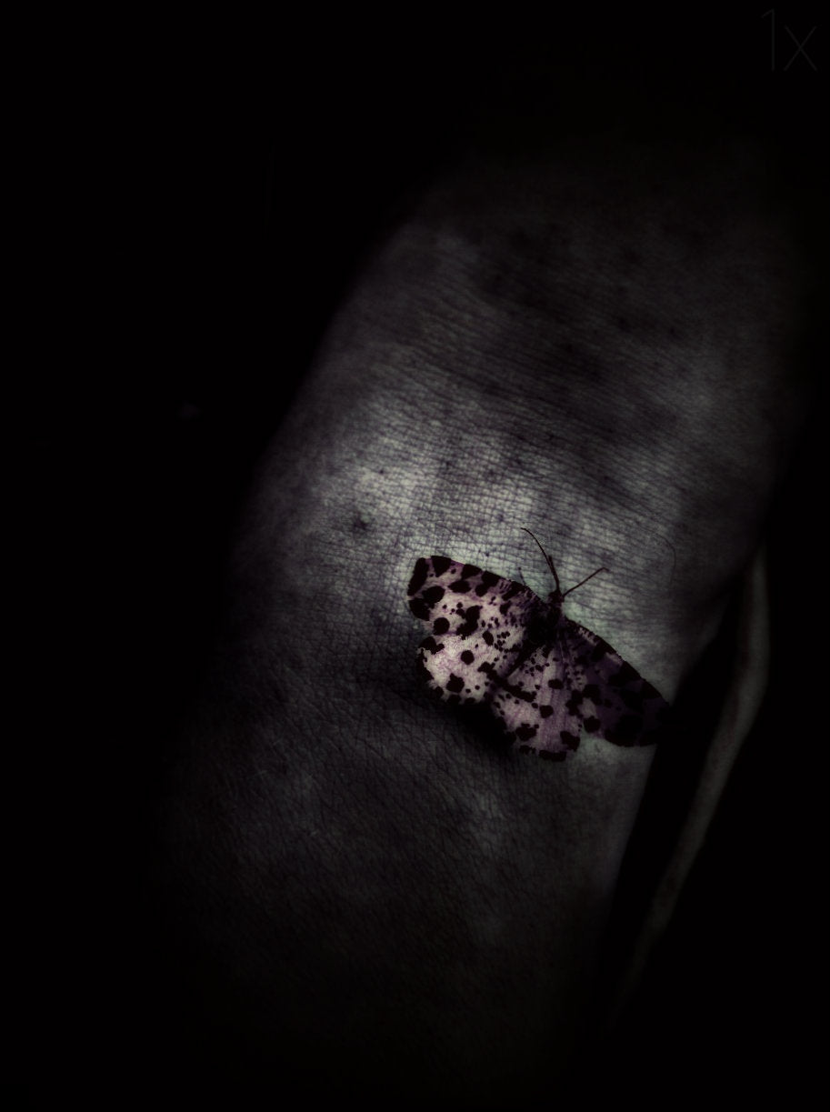 Butterfly Caught Poster och Canvastavla
