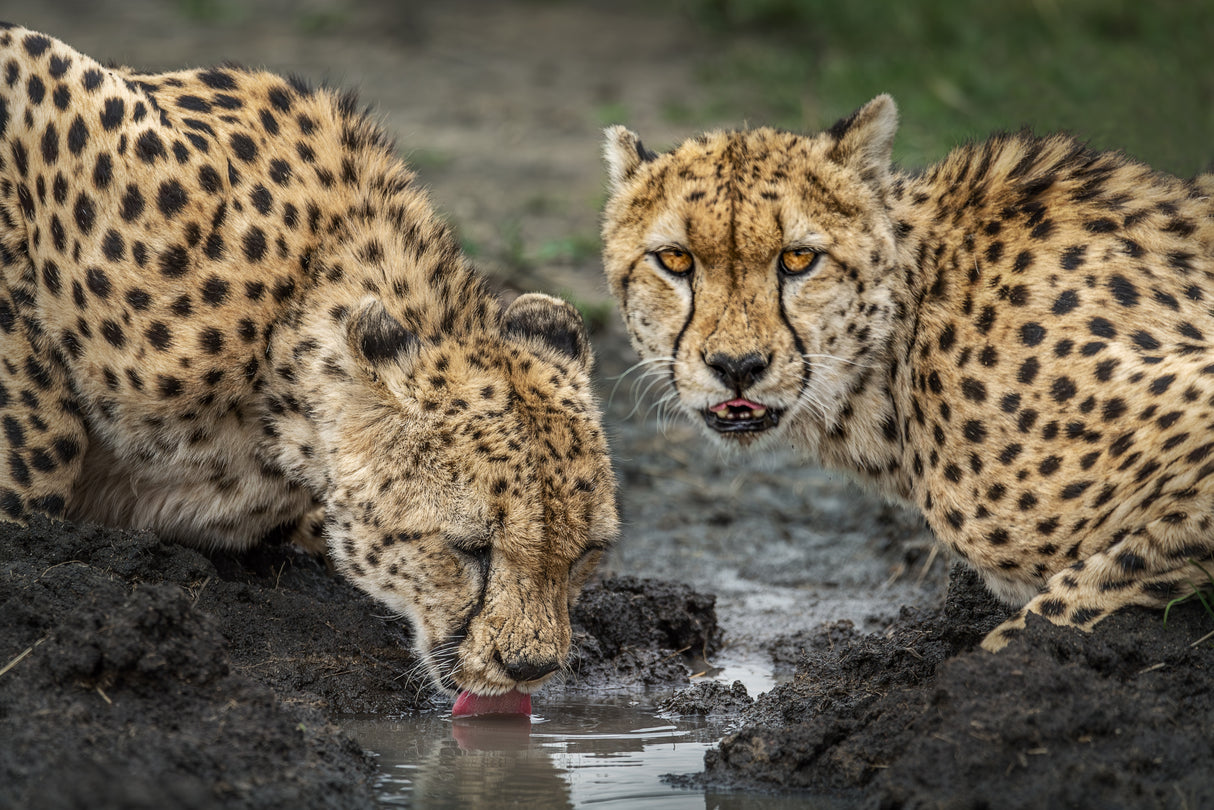 Wild refreshment Poster och Canvastavla