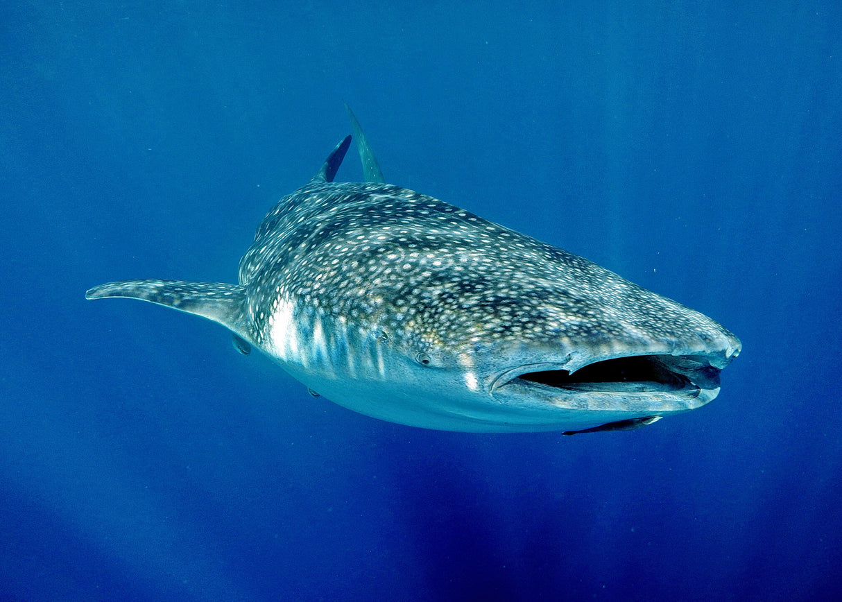 Shark in Light Poster och Canvastavla