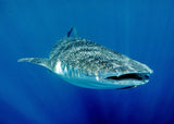 Shark in Light Poster och Canvastavla