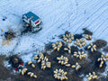 Sheepment Poster och Canvastavla