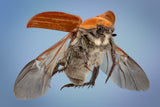 beetle Poster och Canvastavla
