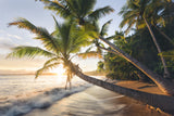 Paradise Shore Poster och Canvastavla